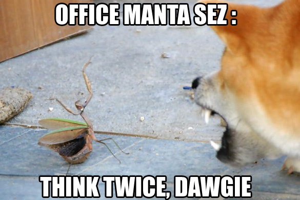 manta-vs-dog