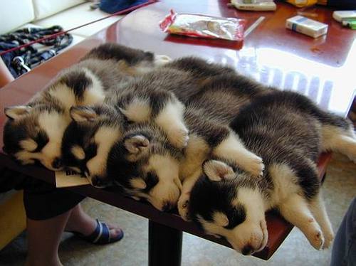 huskies puppies <3