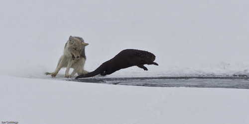 otter vs wolf