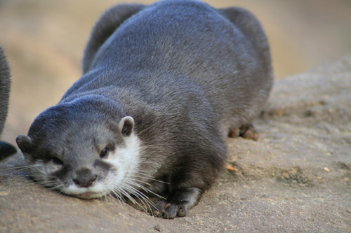 otter sleeping