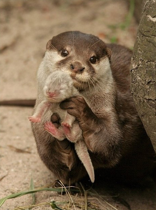 otter and baby
