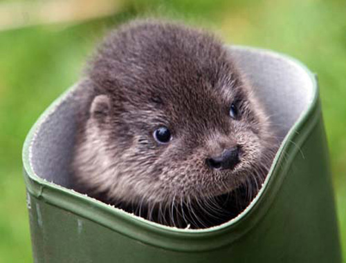 baby otter