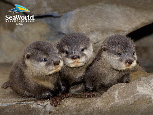 baby otters loutres trio