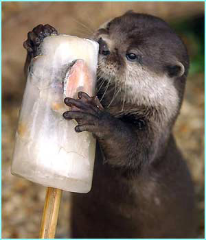 baby otter loutre glace