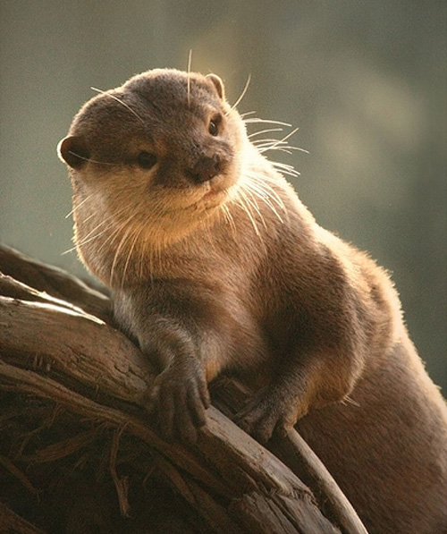 otter pin up