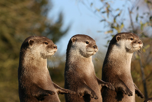 otter trio