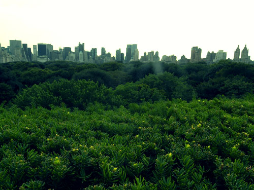 central park view