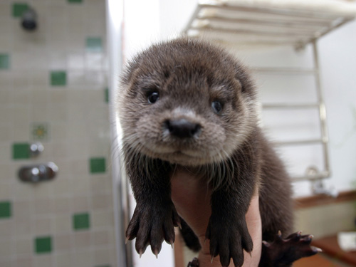 otter baby